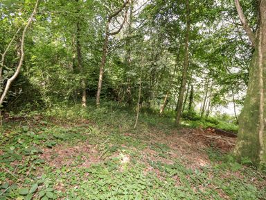 A wooded area with trees and ground covered with leaves and plants at Trem Y Don in Dolgarrog
