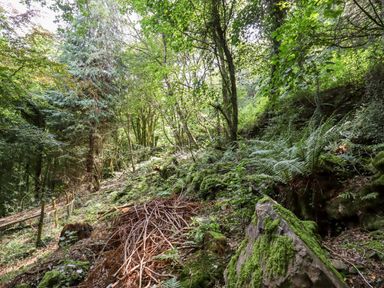 A forested area with trees moss-covered rocks ferns and a pile of sticks at Trem Y Don in Dolgarrog