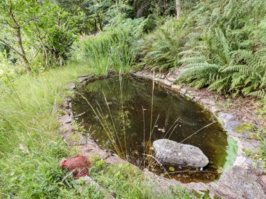 A small pond surrounded by stones with grass tall plants and ferns at Trem Y Don in Dolgarrog