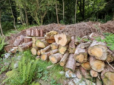A pile of cut logs and branches stacked outdoors near trees and plants at Trem Y Don in Dolgarrog