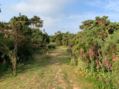 A grassy pathway surrounded by bushes and purple flowers under a blue sky at Agua de Plata 16 Wakeling Island Silverlake in Dorchester