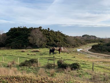 A grassy field with three horses near a path and bushes at Agua de Plata 16 Wakeling Island Silverlake in Dorchester