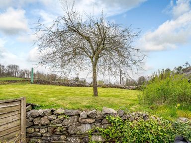 A grassy yard with a tree in the center and stone walls at Shepherds Cottage in Hawkshead