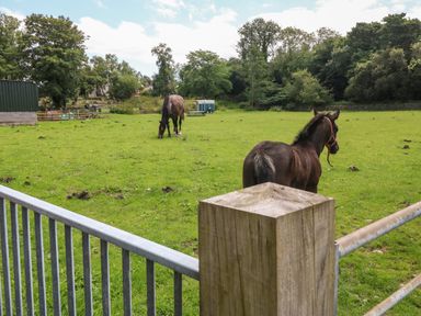A fenced green field with two horses grazing and trees in the background at Coed y Glyn Bach Equestrian in Penygroes