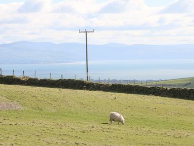 A sheep grazing on a grassy field with a stone wall and power lines overlooking a body of water and hills