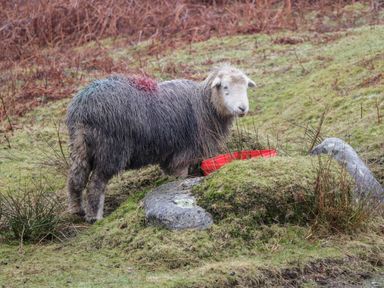 A sheep standing near a red feeder on grassy land with some rocks and dry vegetation