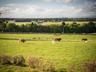 A green field with cows and sheep grazing near trees and a stone wall at Aurae in Cawdor near Inverness