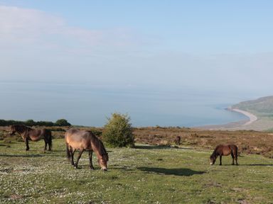 Horses grazing on a grassy hill with a view of the coastline and sea in the background