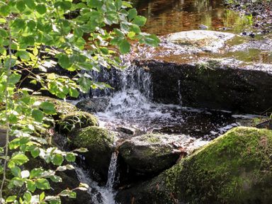 A small waterfall flowing over mossy rocks surrounded by green leaves at Treetops in Caernarfon