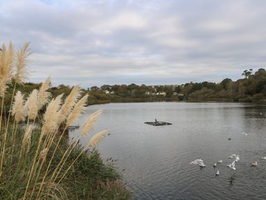A lake with birds on the water and a floating platform with reeds in the foreground at Alberts Den in Falmouth