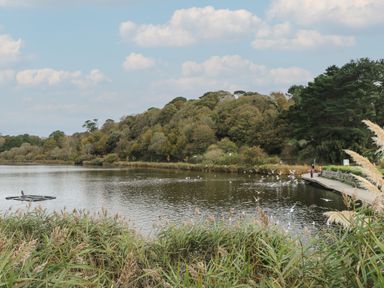 A lake with birds flying and landing near the shore with trees and pathway in the background at Alberts Den in Falmouth