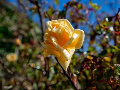 A yellow rose blooming on a bush with green leaves and branches against a blue sky at Ayr Farmhouse in St Ives