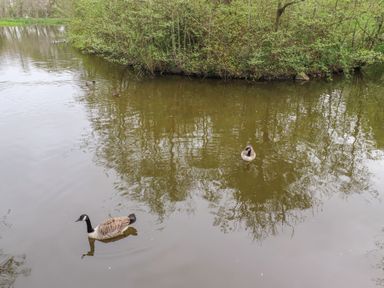 A pond with ducks and geese swimming near trees at 24 Lakeside Drive in Felton