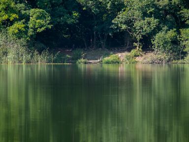 A lake surrounded by trees and vegetation at Swan in Shobdon