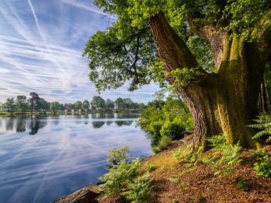 A tree by a lake with reflections at Swan in Shobdon