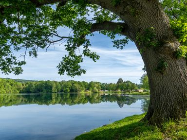 A tree by a calm lake with reflections at Swan in Shobdon