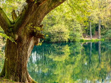 A tree beside a body of water in a forest area at Swan in Shobdon