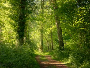 A pathway through trees in a forest at Swan in Shobdon