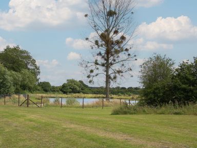 A grassy field with a tree near a pond and fencing with bushes and trees in the background at Daffodil in Eardisland