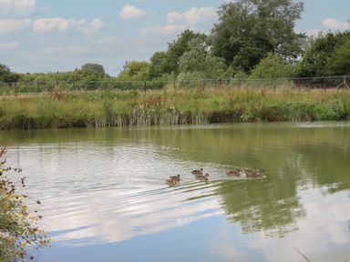 A pond with ducks swimming near grassy bank with trees and a fence in the background at Daffodil in Eardisland