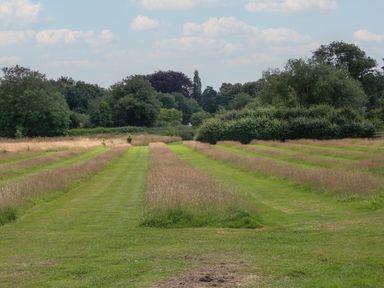 A field with alternating stripes of cut and uncut grass bordered by trees at Daffodil in Eardisland