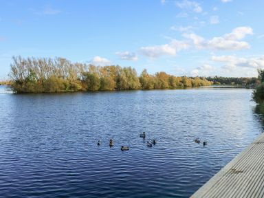 A lake with ducks swimming and trees on the shore at Lake View Lodge in Tallington