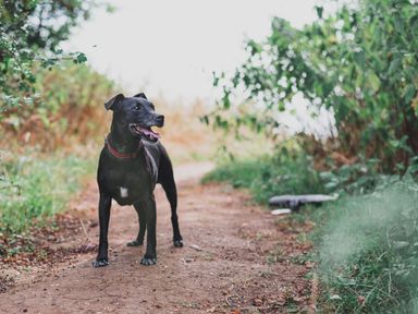 A black dog standing on a dirt path surrounded by greenery at Railway Station Cottage in New Radnor near Kington