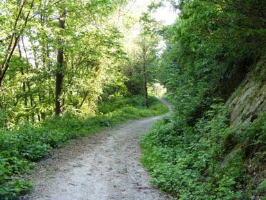 A dirt path winding through a forest with trees and green foliage on both sides at Railway Station Cottage in New Radnor near Kington