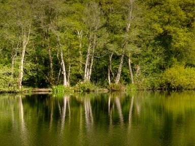 A body of water with trees reflecting on the surface at Dove in Shobdon