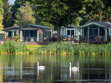 Swans on a lake with holiday homes in the background at Dove in Shobdon
