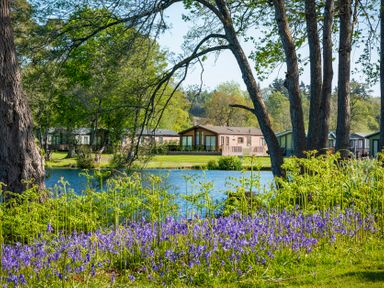 A view of holiday homes by a pond with bluebells and trees at Dove in Shobdon