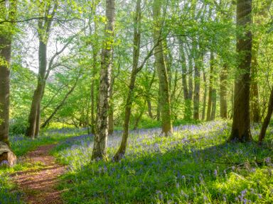 A wooded area with a path and bluebells at Dove in Shobdon