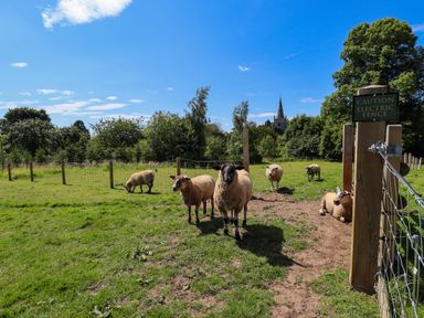 A group of sheep in a fenced grassy field with trees and a church in the background at Southdown Luxury Glamping in Nottingham