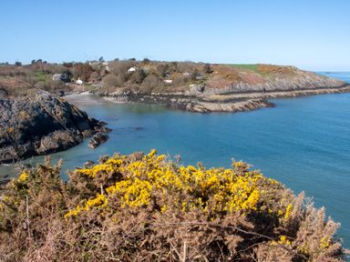 A coastal scene with yellow flowering bushes in the foreground rocky shoreline and houses on a hillside at West Point Lynas Lighthouse Keeper's Cottage in Llaneilian near Amlwch