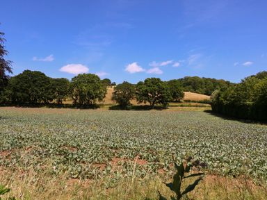 A field with crops and trees under a blue sky at Ranbir House Longhope