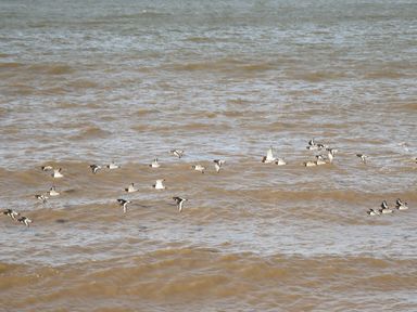 A group of birds flying low over the water at Beachcomber D35 in Towyn