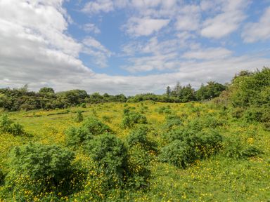 A field with green bushes and yellow flowers under a partly cloudy sky at Glenisle in Dalbeattie