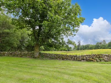 A large tree with green leaves near a stone wall in a grassy field under a blue sky at Glenisle in Dalbeattie