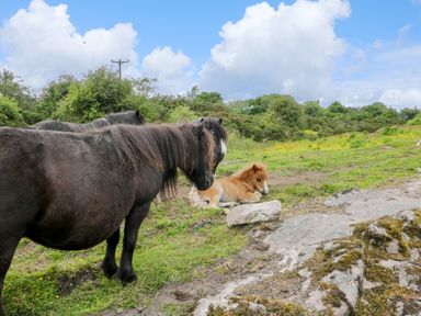 Two black ponies standing and one tan foal lying on grass in a rural field with bushes and rocks at Glenisle in Dalbeattie