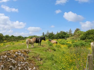 A grassy field with rocks and several horses among yellow wildflowers under a blue sky at Glenisle in Dalbeattie
