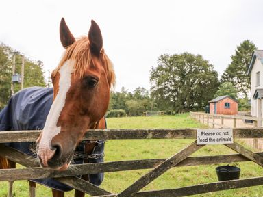 A horse behind a wooden gate with a sign saying please do not feed the animals in a field at The Happy Hut in Sopley near Christchurch