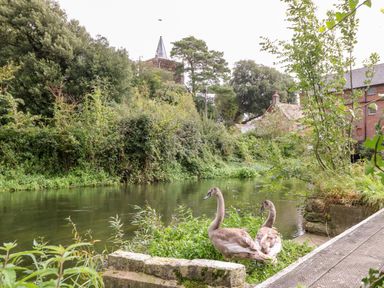 A river with two swans near the bank surrounded by greenery and buildings in the background at The Happy Hut in Sopley near Christchurch