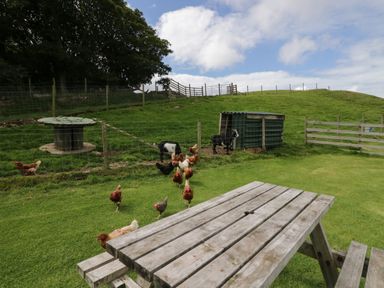 A grassy outdoor area with chickens near a wooden picnic table and fenced goats at Orchard in Dalton-In-Furness