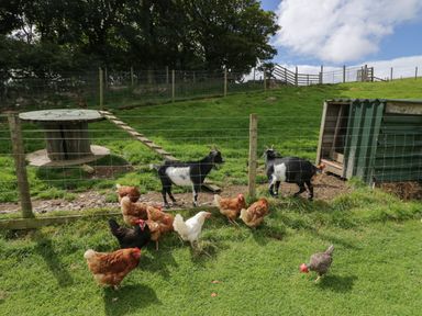 A fenced outdoor area with goats near a shelter and chickens on grass at Orchard in Dalton-In-Furness