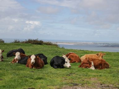 Cows lying on grass on a hill with a body of water and wind turbines in the distance at Orchard in Dalton-In-Furness