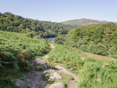 A dirt path with rocks surrounded by green ferns and trees with a lake and hills in the background at Willows Lodge White Cross Bay near Windermere