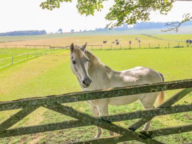A white horse behind a wooden gate in a green field with cows in the background at The Coach House in Great Whittington near Corbridge