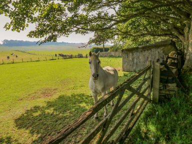 A white horse behind a wooden fence near a tree and a shed in a green field