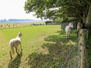 A grassy field with two white horses near a fence and cows grazing in the distance at The Coach House in Great Whittington near Corbridge