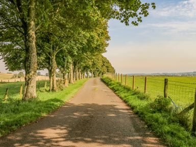 A country road lined with trees on one side and a fence along green fields at The Coach House in Great Whittington near Corbridge